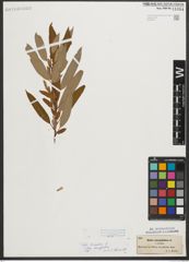 Foto von Salix triandra subsp. amygdalina (L.) Schübl. & G. Martens